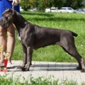 ROYAL OLIMPIC FIRE IZ DINASTII CHEMPIONOV ROYAL OLIMPIC FIRE IZ DINASTII CHEMPIONOV