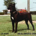 DAGO AG96L7174