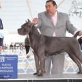 JACQUELINE II IZ DINASTII CHEMPIONOV JACQUELINE II IZ DINASTII CHEMPIONOV
