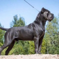 AKELLA IZ DINASTII CHEMPIONOV AKELLA IZ DINASTII CHEMPIONOV