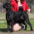 ALMERA NICE BLACK IZ DINASTII CHEMPIONOV ALMERA NICE BLACK IZ DINASTII CHEMPIONOV