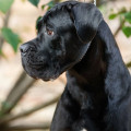 TENERA DIAMANT LUGANI IZ DINASTII CHEMPIONOV TENERA DIAMANT LUGANI IZ DINASTII CHEMPIONOV