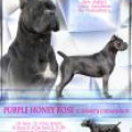 PURPLE HONEY ROSE IZ DINASTII CHEMPIONOV PURPLE HONEY ROSE IZ DINASTII CHEMPIONOV