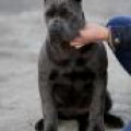 PERLE DE FESTUNG WONDERFULL CHAMPION DINASTY
