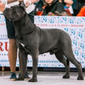 ZARATUSTRA II IS DINASTII CHEMPIONOV ZARATUSTRA II IS DINASTII CHEMPIONOV