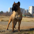 VIOLENCE OF VIKTORY IZ DINASTII CHEMPIONOV VIOLENCE OF VIKTORY IZ DINASTII CHEMPIONOV