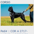 CADDY DE BELLA CORSO