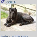 GOLIA  AG95L5883