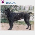 BRADA  AG94L3048
