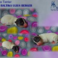 TERRA BALTIKA ULIUS BERGER TERRA BALTIKA ULIUS BERGER