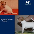 ALMA DE STEOL PERRY ALMA DE STEOL PERRY