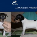 ALMA DE STEOL PHOEBE ALMA DE STEOL PHOEBE