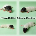 TERRA BALTIKA ADEUCE GORDON TERRA BALTIKA ADEUCE GORDON
