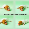 TERRA BALTIKA AVEA TROTTER TERRA BALTIKA AVEA TROTTER