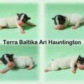 TERRA BALTIKA ARI HAUNTINGTON TERRA BALTIKA ARI HAUNTINGTON