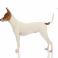 REAL FOXTROT ESENIA REAL FOXTROT ESENIA