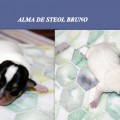 ALMA DE STEOL BUCEFAL ALMA DE STEOL BUCEFAL