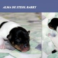 ALMA DE STEOL BARRY ALMA DE STEOL BARRY