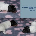 ALMA DE STEOL ZHAKLIN ALMA DE STEOL ZHAKLIN