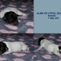ALMA DE STEOL ZHARDIN ALMA DE STEOL ZHARDIN
