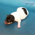 ALMA DE STEOL ZIMBO ALMA DE STEOL ZIMBO