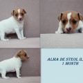 ALMA DE STEOL ILLIRIKA ALMA DE STEOL ILLIRIKA