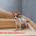 ALMA DE STEOL LAIMA ALMA DE STEOL LAIMA