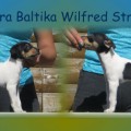 TERRA BALTIKA WILFRED STRONG TERRA BALTIKA WILFRED STRONG