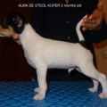 ALMA DE STEOL KUPER ALMA DE STEOL KUPER
