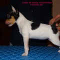 ALMA DE STEOL KLEOPATRA ALMA DE STEOL KLEOPATRA