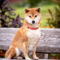MASAMI MY HOSHI