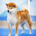 LEKKOU DO IT KAWAII FOR KIREY KAZOKU