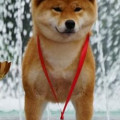 KIREY KAZOKU U'KOKO