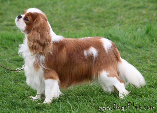 PASCAVALE JAMIE » Pedigree database Cavalier King Charles Spaniel;