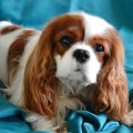 CAVALIERDOG AUGUST RUSH