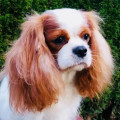 BLUE MOON CAVALIERS TANYA