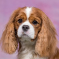 HARTIES LEROY HARTIES LEROY
