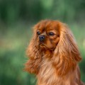 SERENADA LESA FERDINAND VERY NOBILITY SERENADA LESA FERDINAND VERY NOBILITY