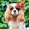 VIVIEN CHILLI KOLIBA VIVIEN CHILLI KOLIBA