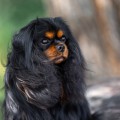 LEMIMUR HEPPI