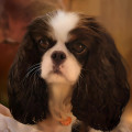 NEW WAVE CAVALIERS LUXY