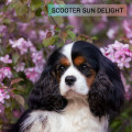 SCOOTER SUN DELIGHT