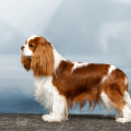 RUSSKIY JACK APOLLON RUSSKIY JACK APOLLON