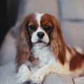 JOLIE CAVALIERS MONZA JOLIE CAVALIERS MONZA
