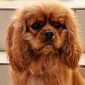 HARTIES TE-QUERA HARTIES TE-QUERA