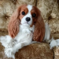 HARTIES DAISY