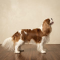 STELLA WHITE PRINCESSA