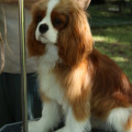 JOLIE CAVALIERS RUF