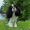 OFFBARK FAVORIT