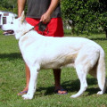 POLO HORST VON RUFF
